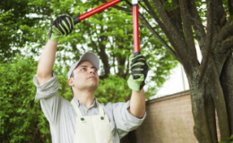 Hedge & Tree Trimming